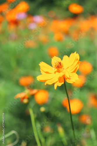 オレンジの花 コスモス