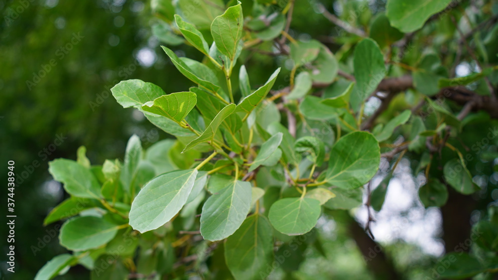 Green leaves of Cordia Dichotoma or Leswa tree leaves with attractive view. Nature concept. Green leaves of Cordia Dichotoma or Leswa tree leaves with attractive view. Nature concept.