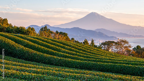 Green tea plantation with backgound of Fuji mountain 3