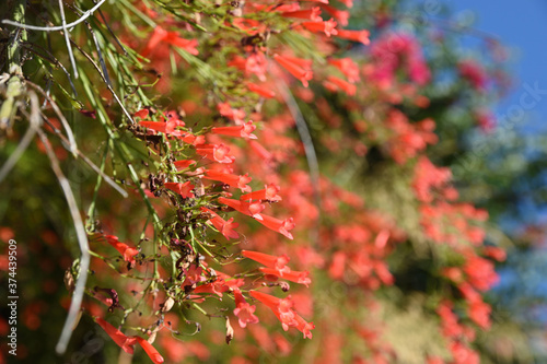 Bright red flowers of russelia equisetiformis curling along the wall of the house