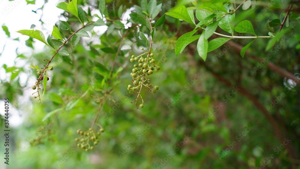 Green leaves and buds view of traditional Lawsonia inermis (Heena) plant. Medicinal tree uses to make Mehandi art in India.
Green leaves and buds view of traditional Lawsonia inermis (Heena) plant. Medicinal tree uses to make Mehandi art in India.