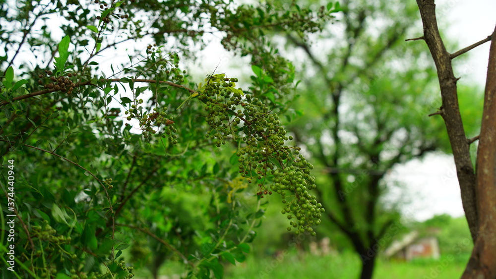 Asian tropical plant of Heena or Lawsonia inermis leaves. Attractive view of flowers. Tropical tree mostly found in Asian continent.
Asian tropical plant of Heena or Lawsonia inermis leaves. Attractive view of flowers. Tropical tree mostly found in Asian continent.