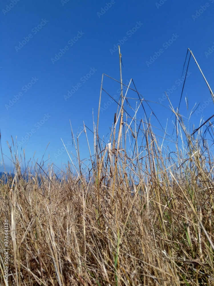 Obraz premium Dry Grasss with a natural background