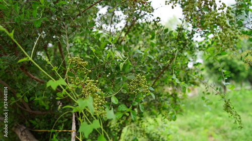 Multipurpose medicinal Heena or Lawsonia inermis plant view. Tropical plant  uses in hair dye and pharmaceutical industry. 