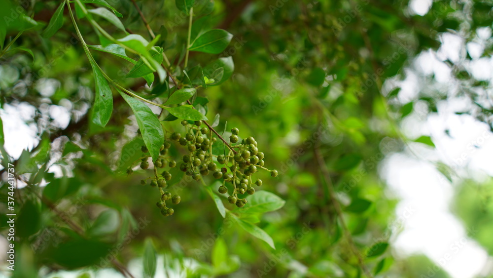 Green leaves and buds view of traditional Lawsonia inermis (Heena) plant. Medicinal tree uses to make Mehandi art in India.
Green leaves and buds view of traditional Lawsonia inermis (Heena) plant. Medicinal tree uses to make Mehandi art in India.