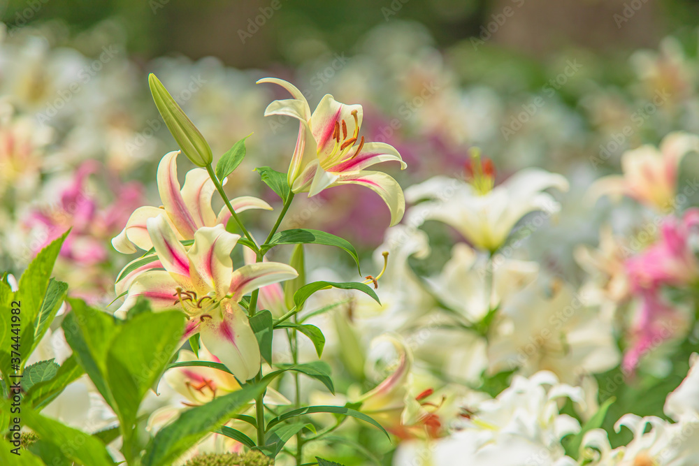 夏の公園に咲く黄色いユリ