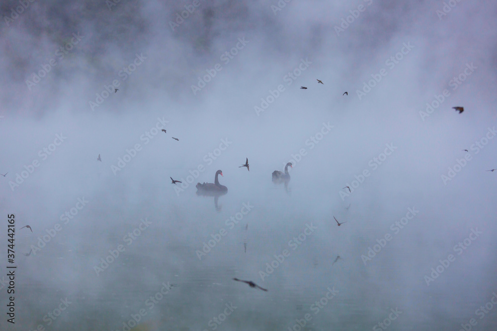 Fototapeta premium Black swan