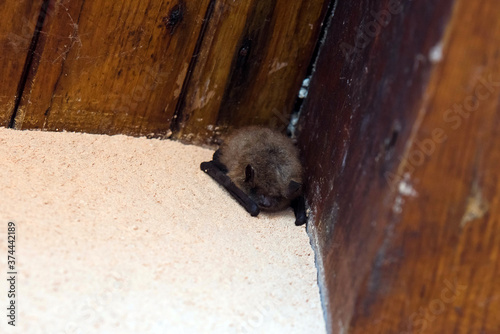 Photography bat under a house roof