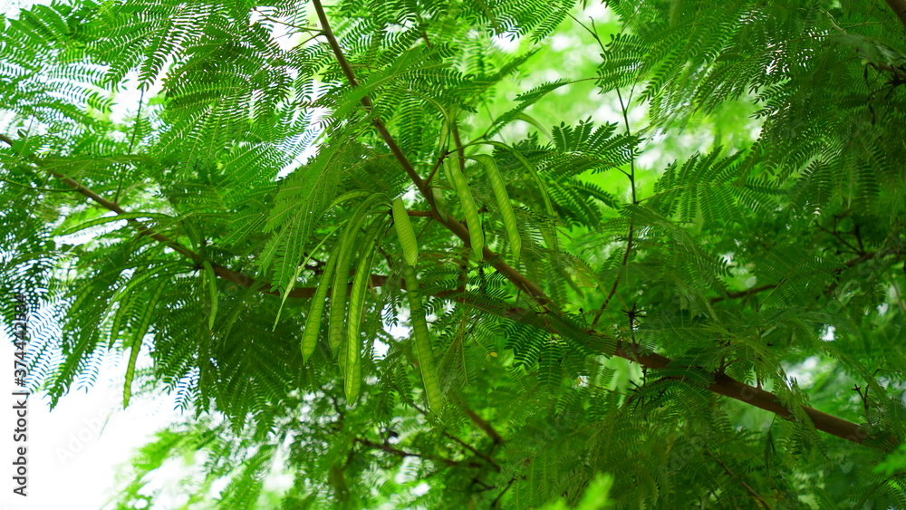 Obraz premium Close up view of Moringa or Drumstick tree leaves and pods. Follicle uses in vegetables and traditional medicines. 
