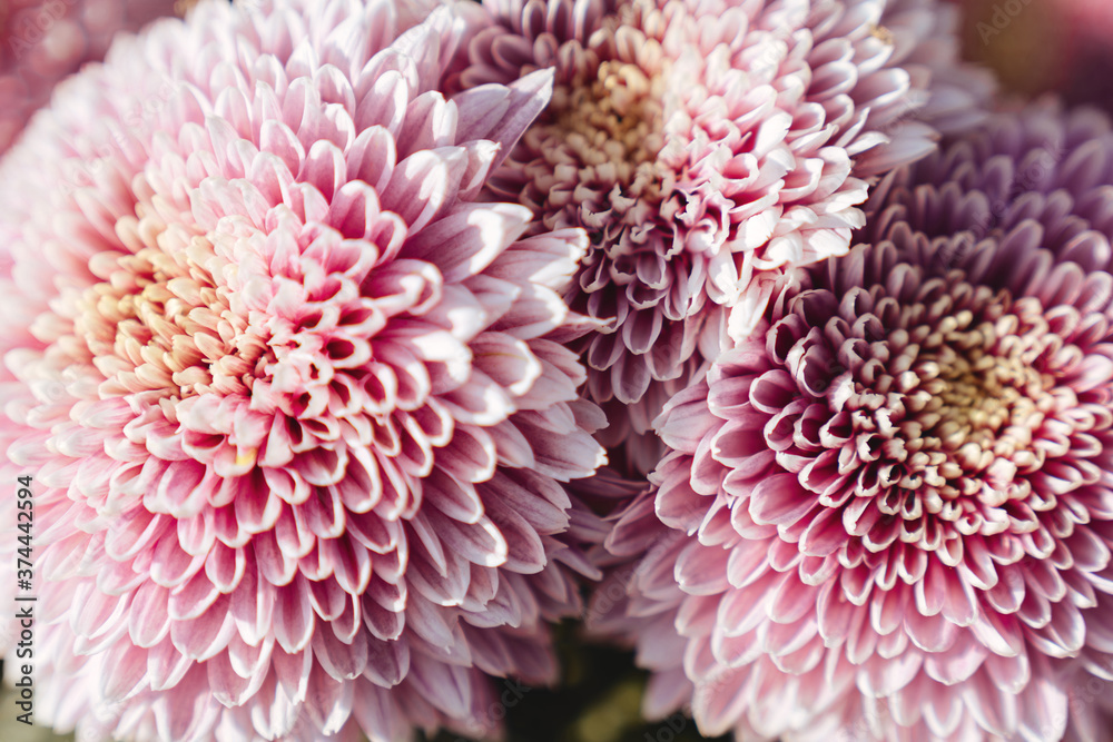 The autumn Flowers, chrysanthemum flowers wallpaper background. The autumn Flowers, chrysanthemum flowers wallpaper background.