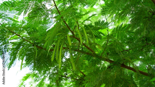 Close up view of Moringa or Drumstick tree leaves and pods. Follicle uses in vegetables and traditional medicines.
 photo