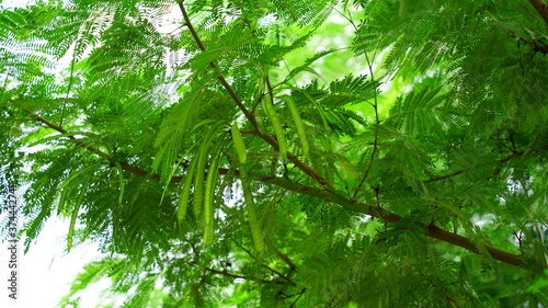 Close up view of Moringa or Drumstick tree leaves and pods. Follicle uses in vegetables and traditional medicines.
 photo