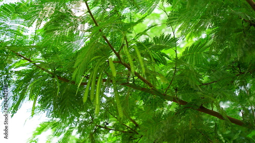 Close up view of Moringa or Drumstick tree leaves and pods. Follicle uses in vegetables and traditional medicines.
