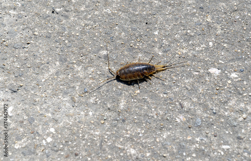 A fenugreek running on asphalt photo