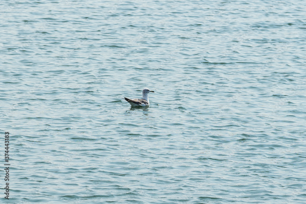 Fototapeta premium Waterfowl swimming in the ocean.