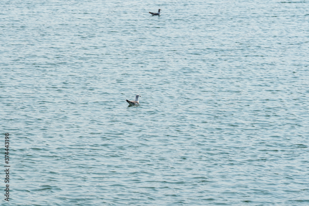 Waterfowl swimming in the ocean. Waterfowl swimming in the ocean.