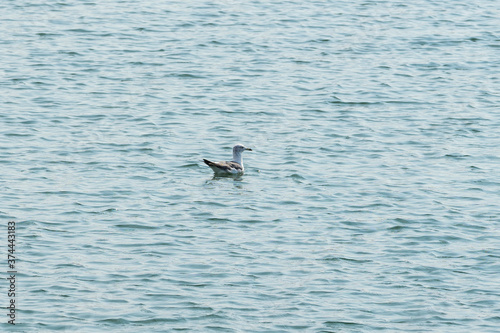 Waterfowl swimming in the ocean.