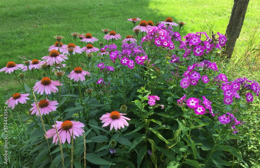 Obraz premium Purple flowers echinacea