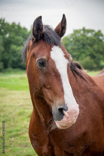 Fototapeta Naklejka Na Ścianę i Meble -  Portrait of a brown horse with a white blade. It is a close up showing just the head with ears up and looking slightly to the right