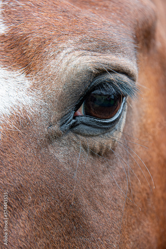 A very close up photograph of an eye on a horse. It shows the long eye lashes and the hair surrounding it is brown