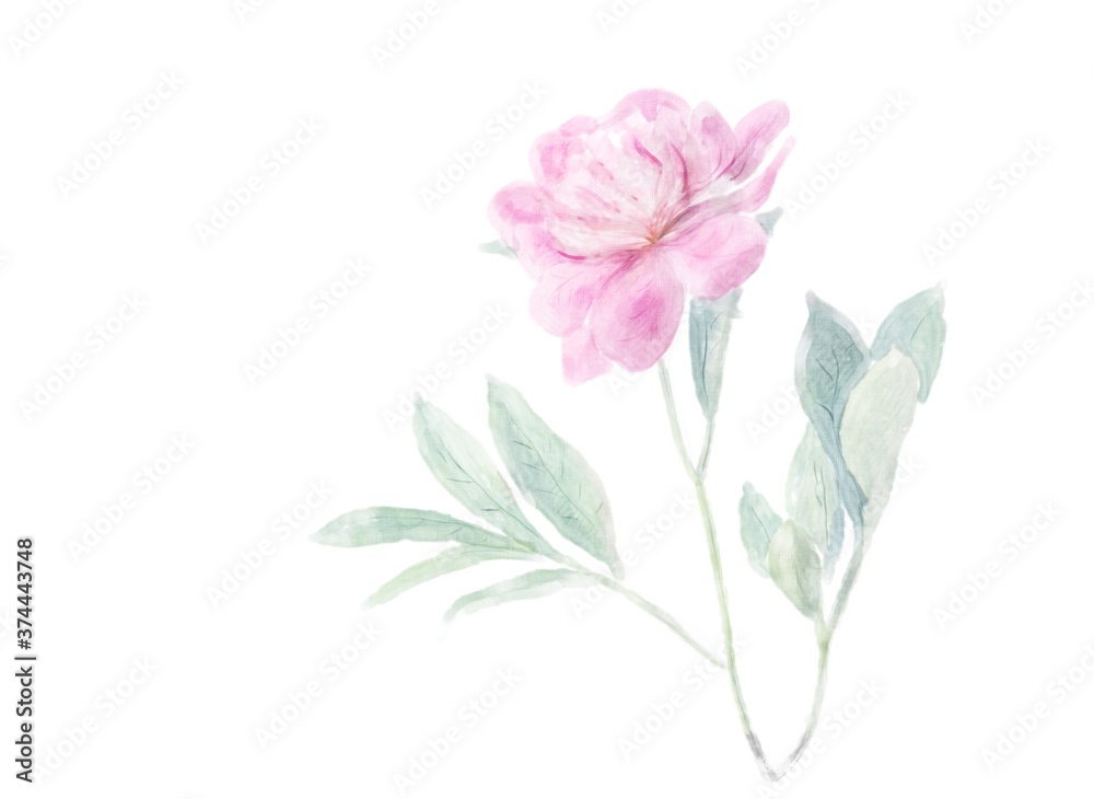 Obraz premium Delicate pink peony flower watercolor