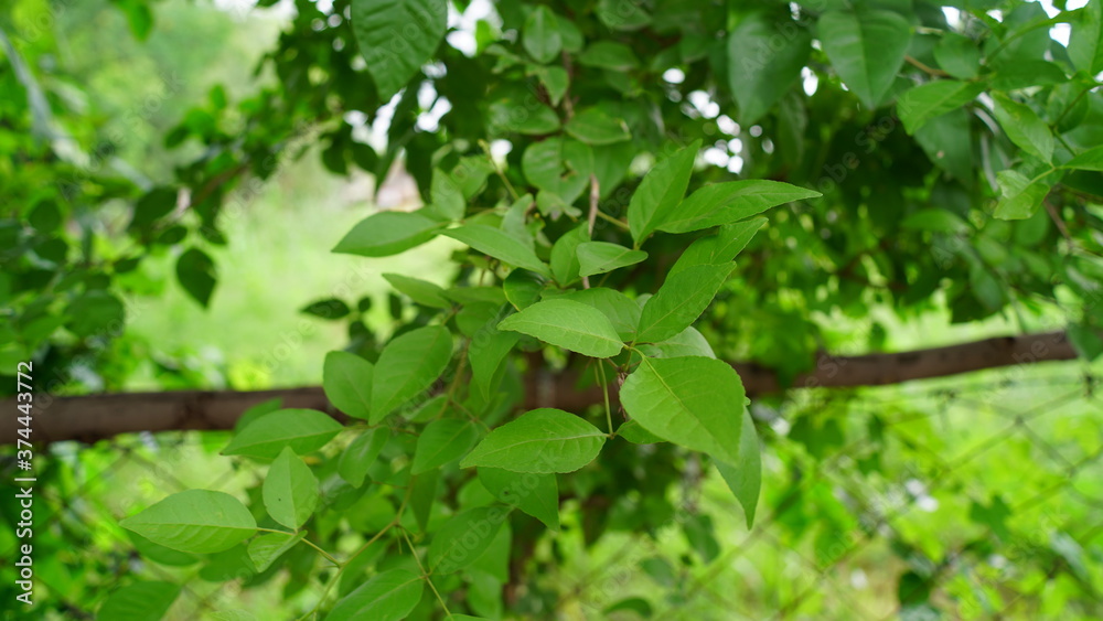Obraz premium Beautiful portrait of Morus or Mulberry plant's leaves. Asian tropical tree, deciduous tree, mostly uses for cotton industry. 