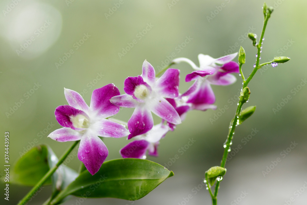 Obraz premium Natural photos: Popularly grown orchids (Viet Nam) 