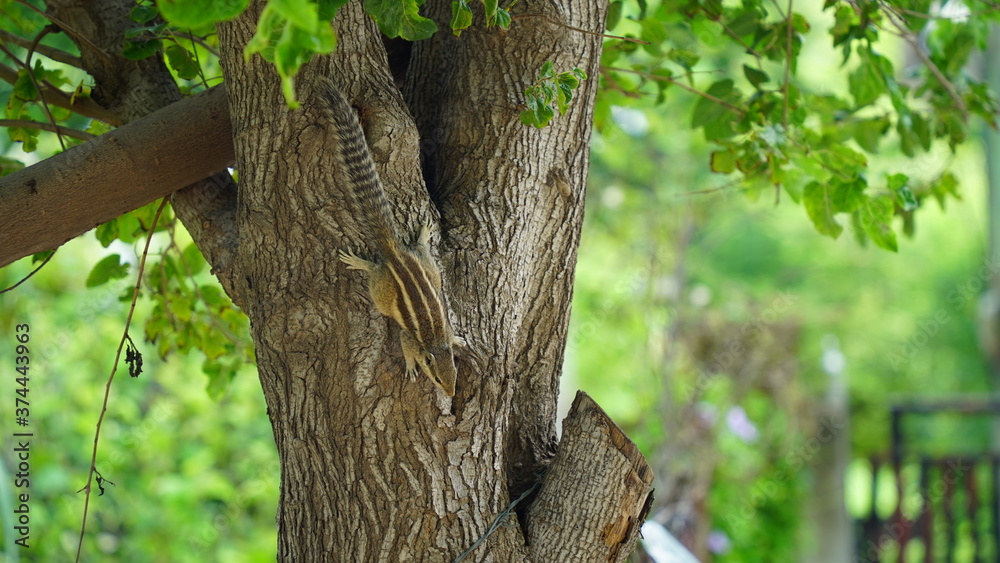 Selective focus on Squirrel, relaxing on Mulberry plant. Mammals animal inhabits on tree. Wildlife and Nature concept.
