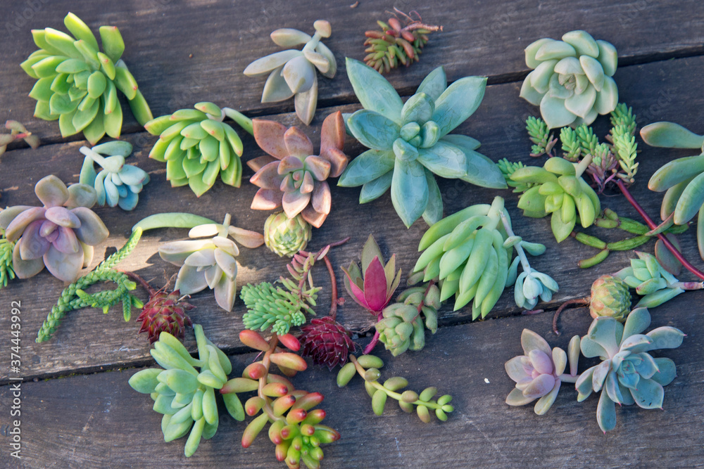 set of different succulents on a wooden background set of different succulents on a wooden background