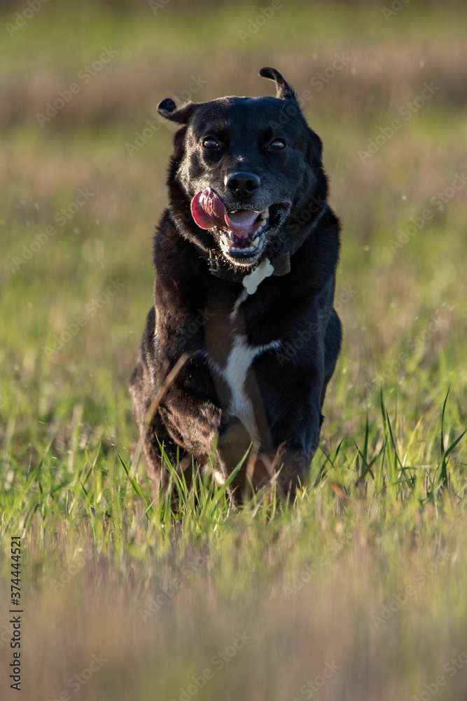 A black labrador is running across the field. A black labrador is running across the field.
