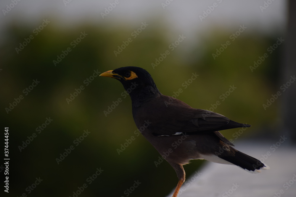 The common Myna OR Indian Myna - Member of the sturnidae family and is native to Asia. The common Myna OR Indian Myna - Member of the sturnidae family and is native to Asia.