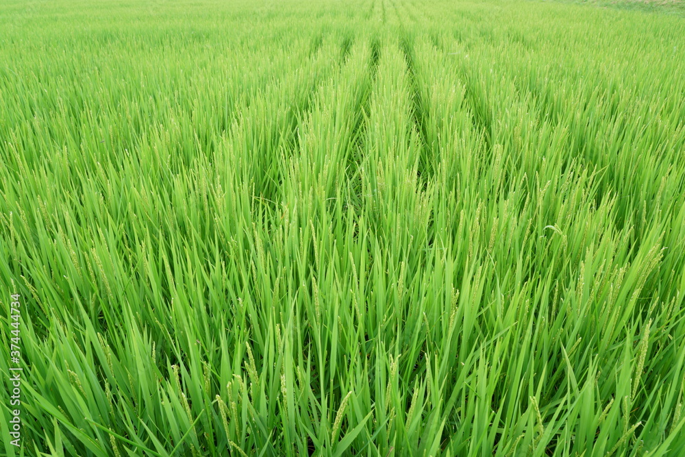 日本の夏の稲の緑が広がる水田