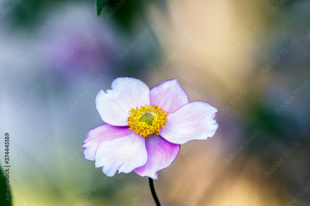 Fototapeta premium Blooming flower in the garden