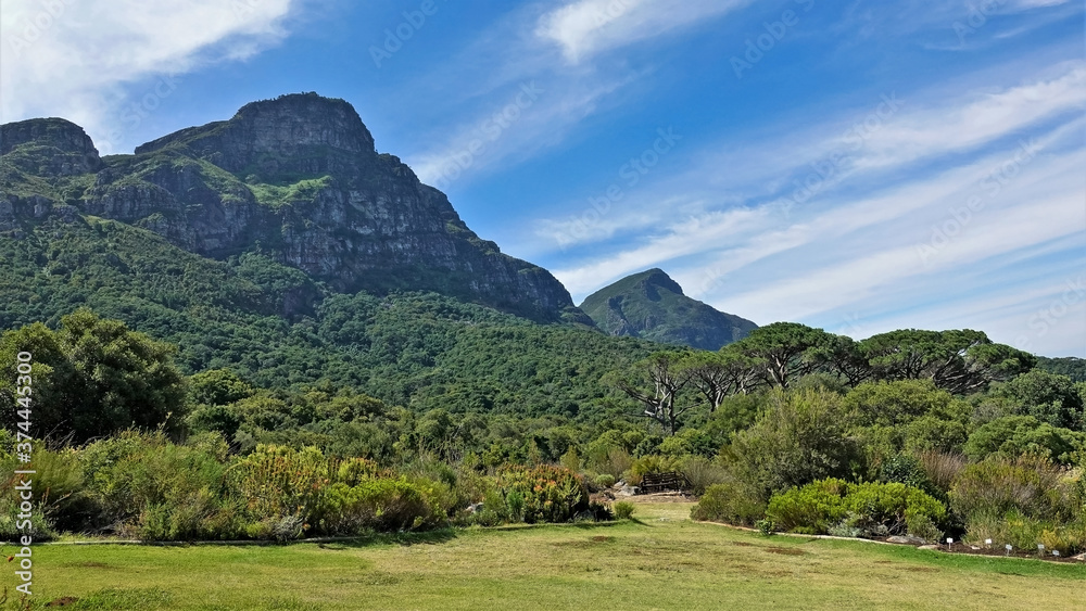 Picturesque mountain peaks against the blue sky. On the slopes there is a green forest. In the foreground is a lawn, tropical vegetation. Kirstenbosch Botanical Garden. Cape Town. South Africa.