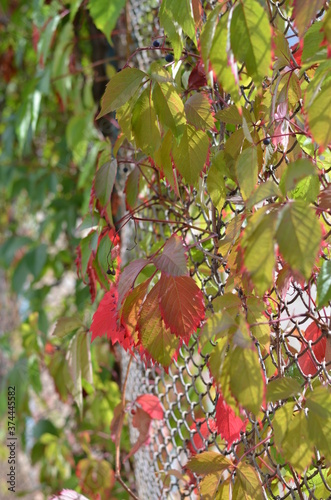 Green, red leaves of wild grape along the fence. Autumn background. Selective focus. Blur