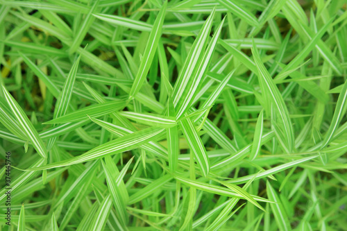 background of silver bamboo leaves plant