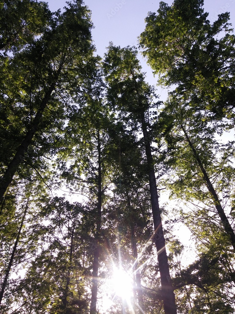 Obraz premium Metasequoia tree and Sunlight