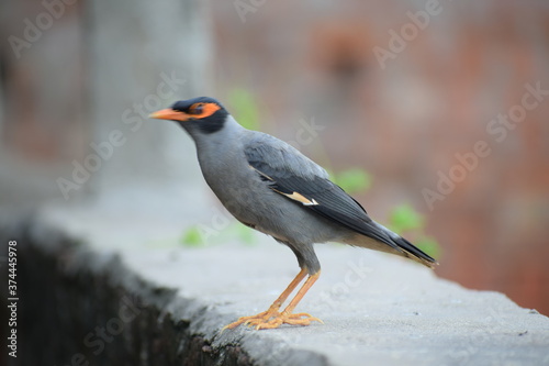 The common Myna OR Indian Myna - Member of the sturnidae family and is native to Asia. © Sneha