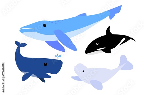 Vector cartoon of 4 different whale: Blue Whale, Sperm Whale, Beluga Whale, Killer Whale