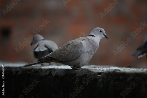 Eurasian collared dove (streptopelia decaocto) native to Europe and asia captured sitting on branch in Asian country of India and state of Gujarat