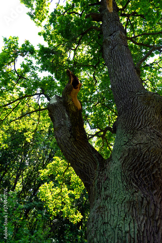 Oak tree grown by Kochubey family in 18 century in Dykanka, Ukraine  photo