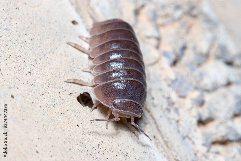 Roly poly bug, Armadillidium vulgare, walking on a concrete floor under the sun Roly poly bug, Armadillidium vulgare, walking on a concrete floor under the sun