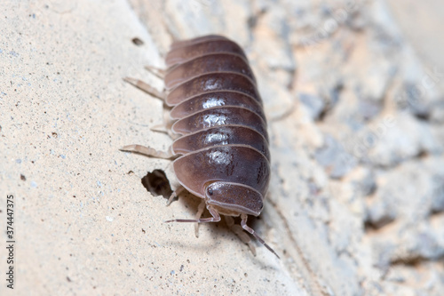 Roly poly bug  Armadillidium vulgare  walking on a concrete floor under the sun