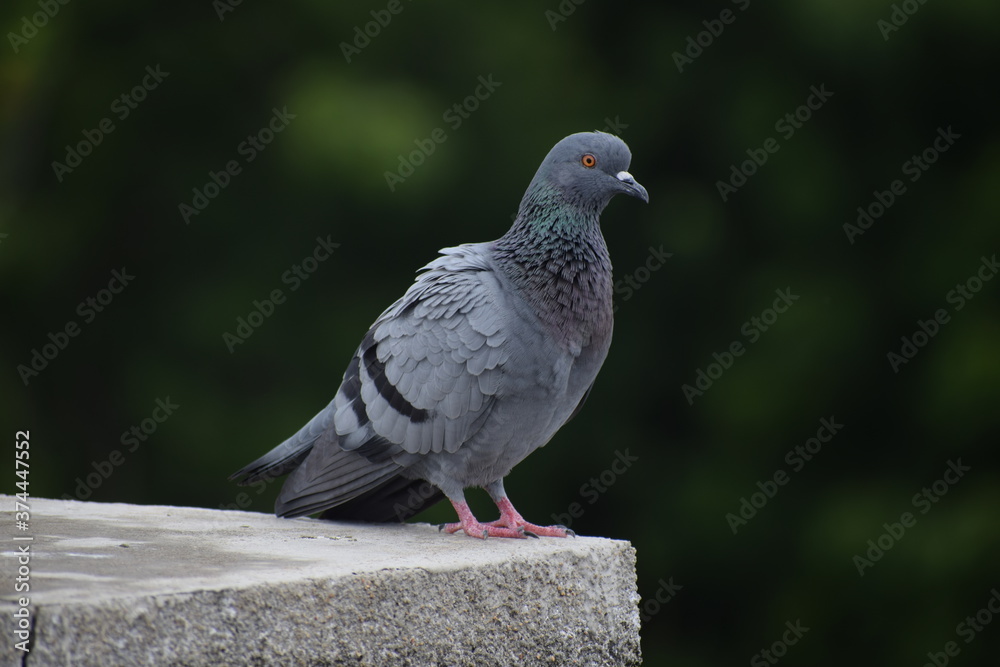 Obraz premium Indian Pigeon OR Rock Dove - The rock dove, rock pigeon, or common pigeon is a member of the bird family Columbidae. In common usage, this bird is often simply referred to as the 