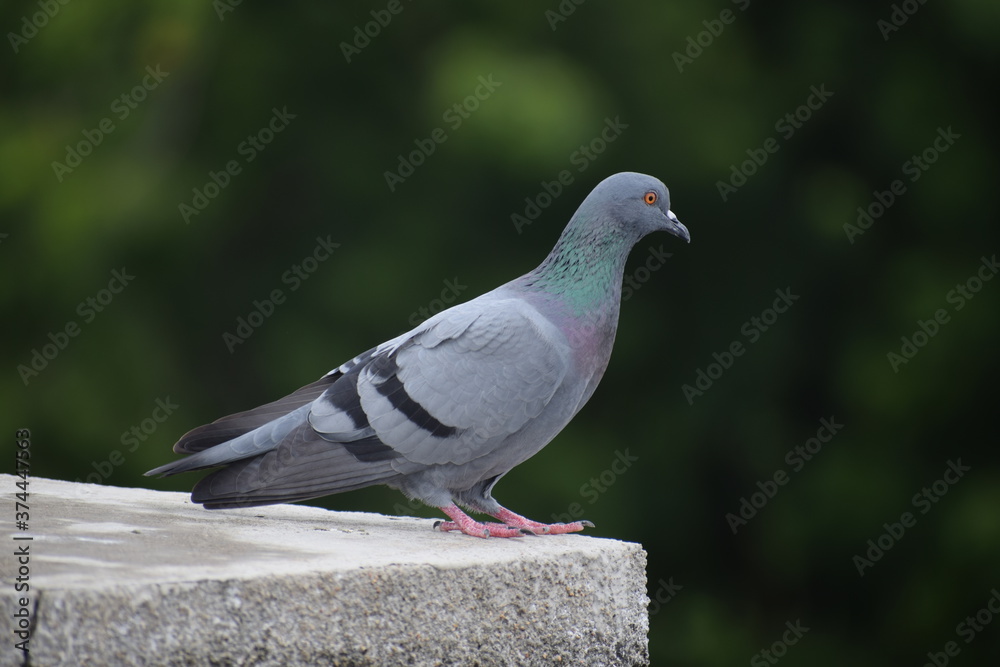 Indian Pigeon OR Rock Dove - The rock dove, rock pigeon, or common pigeon is a member of the bird family Columbidae. In common usage, this bird is often simply referred to as the Indian Pigeon OR Rock Dove - The rock dove, rock pigeon, or common pigeon is a member of the bird family Columbidae. In common usage, this bird is often simply referred to as the