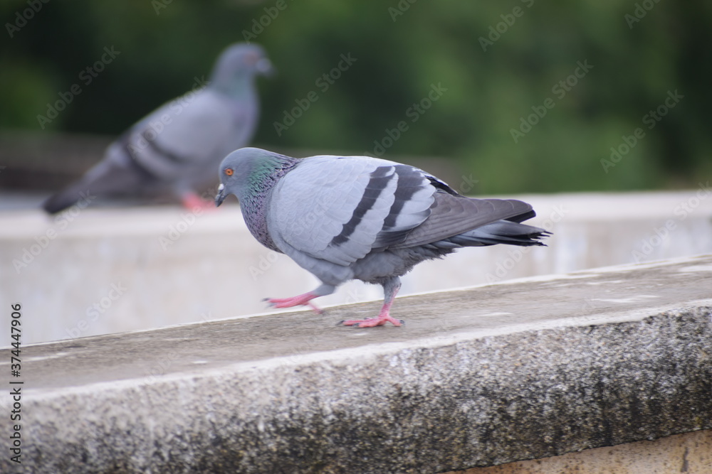Fototapeta premium Indian Pigeon OR Rock Dove - The rock dove, rock pigeon, or common pigeon is a member of the bird family Columbidae. In common usage, this bird is often simply referred to as the 