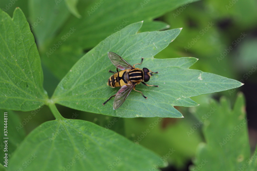 Gemeine Sumpfschwebfliege - Helophilus pendulus Gemeine Sumpfschwebfliege - Helophilus pendulus