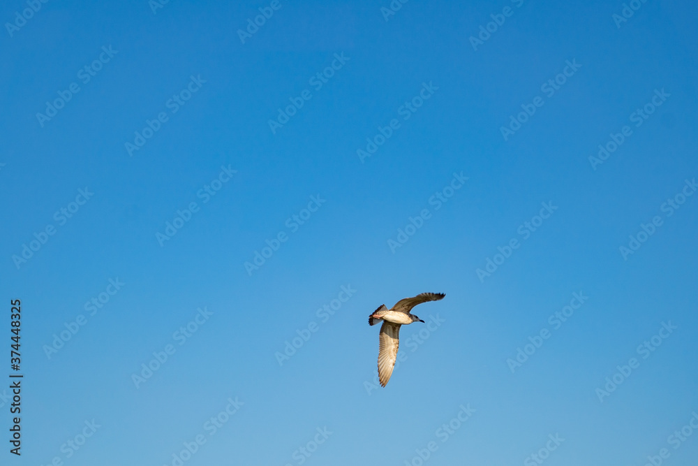 Seagull flies in blue cloudless summer sky Seagull flies in blue cloudless summer sky
