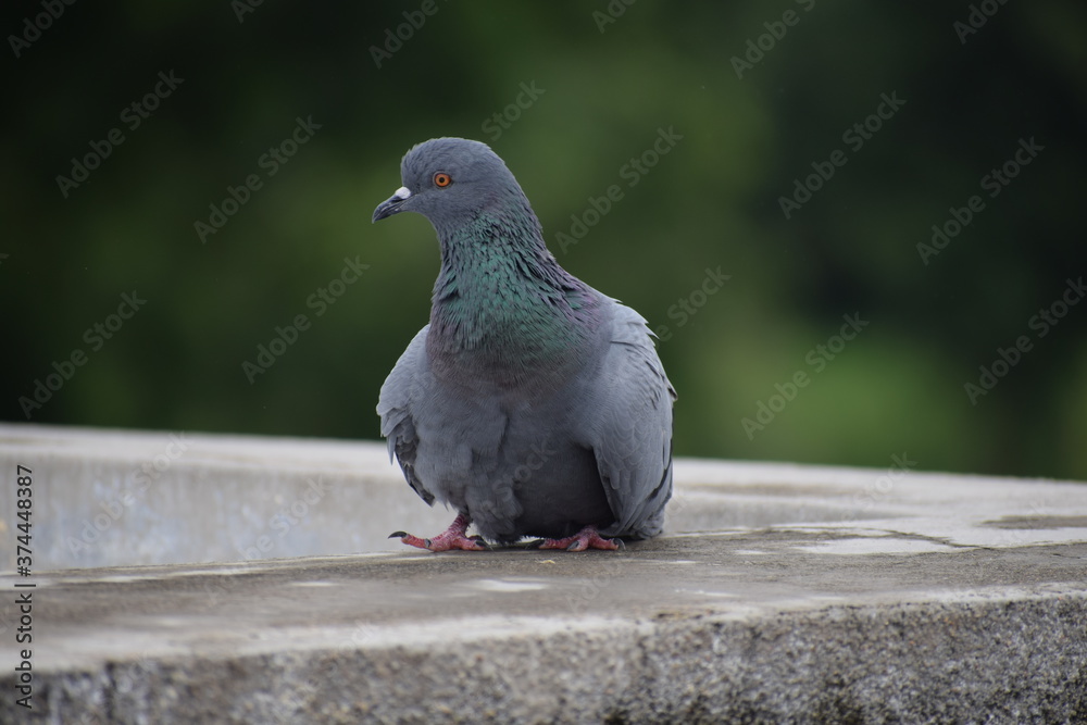 Indian Pigeon OR Rock Dove - The rock dove, rock pigeon, or common pigeon is a member of the bird family Columbidae. In common usage, this bird is often simply referred to as the 