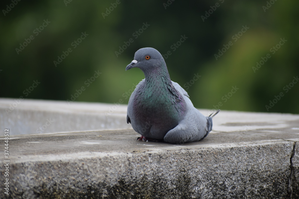 Obraz premium Indian Pigeon OR Rock Dove - The rock dove, rock pigeon, or common pigeon is a member of the bird family Columbidae. In common usage, this bird is often simply referred to as the 